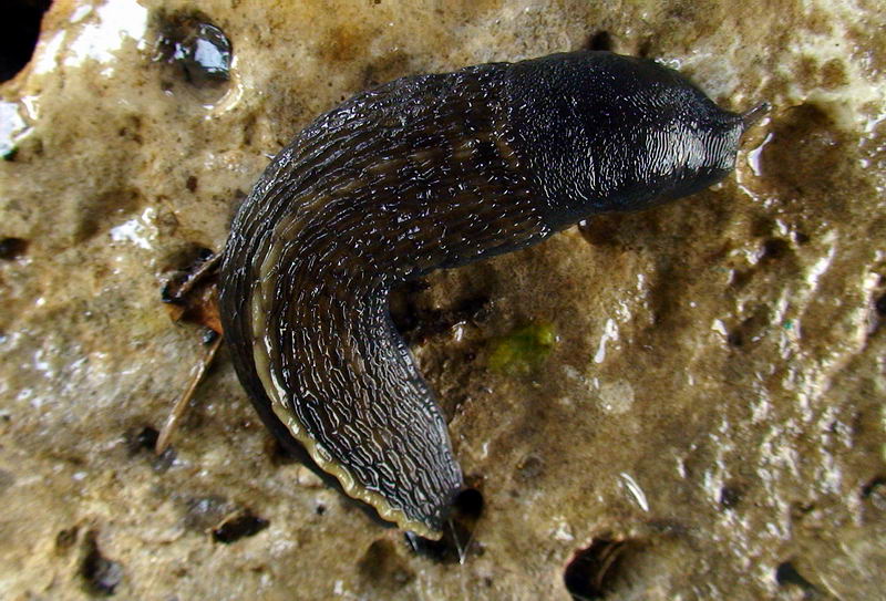 Limax grigio + Limax aldrovandi Moquin-Tandon 1855 degli Apuane